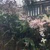 Clematis armandii Apple Blossom (sempreverde e resistente) Anteprima dell’immagine prodotto 6
