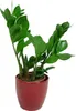 Gardners Zamioculcas zamiifolia, průměr 12 cm Náhled obrázku produktu 2