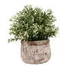 A potted plant with green and white foliage in a distressed terracotta pot, isolated on a white background. Voir les images du produit