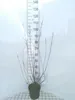 Tamarix ram. 'Hulsdonk White'® - Weiße Tamariske 50- 60 cm Produktbild-Vorschau 1