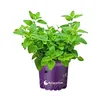 Oregano Pflanze            Origanum vulgare Produktbild-Vorschau 1