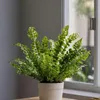 Fougère nid d'oiseau - Asplenium nidus 'Crispy Wave' - Voir les images du produit 6