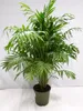 [Palmenlager] XL Chamaedorea elegans 90 cm / Pot 23 cm Ø / Produktbild-Vorschau 1