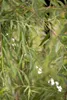 Salix alba 'Tristis', Trauerweide, gelbgrün, 100–150 cm Produktbild-Vorschau 1