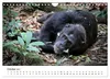 UGANDA - Berggorillas & Chimps (Wandkalender 2027 DIN A4 Produktbild-Vorschau 12