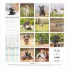Alpha Edition - Welpen Kalender 2026 - Wandkalender 30x30 Produktbild-Vorschau 2