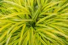 A close-up view of a plant with long, thin, variegated leaves. Produktbild-Vorschau