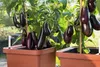 Fioriera Plastia Berberis UNO marrone, A33612 Anteprima dell’immagine prodotto 10