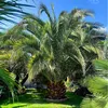 Semená Phoenix Canariensis - balenie 10 ks - Semená palmy - Náhľad obrázku produktu 6