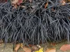 Stauden Gänge 3 x Ophiopogon planiscapus 'Niger' im 1 Liter Produktbild-Vorschau 7