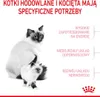 Marketing image showing two cats, an adult and a kitten, with text highlighting specific needs of breeding cats and kittens. Produktbild-Vorschau