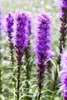 Liatris spicata 'Kobold', Prachtscharte, violett, ca. 9x9 Produktbild-Vorschau 6