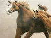 A close-up of two horses, one adult and one foal, running. Produktbild-Vorschau
