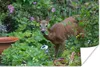 MuchoWow® Poster Hirsche - Erdbeere - Garten 120x80 cm - Produktbild-Vorschau 1