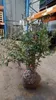 Berberis julianae - Berberis julianae 40- 60 cm velikost Náhled obrázku produktu 2