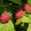 Himbeere Meeker sommertragende besonders aromastark und Produktbild-Vorschau 1