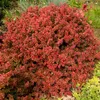 Berberys Thunberga  Atropurpurea 1L Podgląd zdjęcia produktu 4