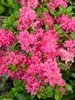 Rhododendron obtusum 'Kermesina', Azalee, karmesinrot, Produktbild-Vorschau 8