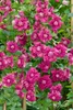 Clematis viticella, Italienische Waldrebe, 60–100 cm, Produktbild-Vorschau 11