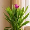 Kurkuma - Curcuma - Höhe ca. 55 cm, Topf-Ø 14 cm Produktbild-Vorschau 2