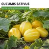 Zitronengurke Lemon Samen - Cucumis sativus - Gurkensamen - Produktbild-Vorschau 2