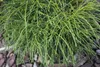 Thuja plicata 'Whipcord', Zwerg-Lebensbaum, grün, 25–30 cm Produktbild-Vorschau 2
