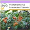 SAFLAX - Tamarillo - 50 Nasiona - Cyphomandra betacea Podgląd zdjęcia produktu 10