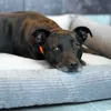 A black dog is lying on a gray dog bed. Produktbild-Vorschau