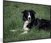 MuchoWow® Gerahmtes Poster Border Collie liegt im hohen Produktbild-Vorschau 1