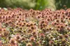 Stauden Gänge 1 x Acaena microphylla ’Kupferteppich’ - Produktbild-Vorschau 6