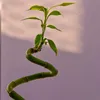 Dracena - 6 szt - Dracaena sanderiana - Wysokość 40-50cm - Podgląd zdjęcia produktu 4