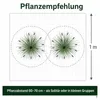 Stauden Gänge 1 x Pennisetum alopecuroides 'Black Beauty' Produktbild-Vorschau 9