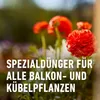 COMPO Balkon- & Kübelpflanzendünger 2,5 Liter Produktbild-Vorschau 4