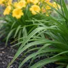 Bloomique - Zestaw 6 szt. - Hemerocallis Stella De Oro - Podgląd zdjęcia produktu 3