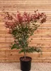 Roter Fächerahorn Atropurpureum 80-100 cm, im Topf - Acer Produktbild-Vorschau 1
