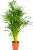Bloomique - Dypsis Lutescens - Złota palma - Areca - Palma Podgląd zdjęcia produktu 1