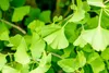 Ginkgo biloba 'Fastigiata', Fächerblattbaum, 100–125 cm Produktbild-Vorschau 2