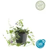 Půdopokryvné rostliny – brčál menší – Vinca minor Náhled obrázku produktu 2