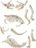 Clementoni 59273 - Galileio Ausgrabungs-Set Triceratops Produktbild-Vorschau 8