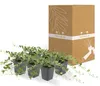 Pudopokryvné rostliny - Vinca minor 'Alba' - bíle kvetoucí Náhled obrázku produktu 6