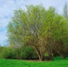 Salix matsudana 'Tortuosa', Korkenzieher-Weide, 60–100 cm Produktbild-Vorschau 6