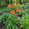6x Hemerocallis Sammy Russell P9H20 Produktbild-Vorschau 5
