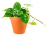 Gardners Philodendron scandens, priemer 12 cm Náhľad obrázku produktu 1