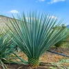 Exotické semená - Yucca Rigida - balenie 5 ks - Náhľad obrázku produktu 9