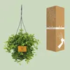 Peperomia Rotundifolia - 25cm - Ø15cm - Plante d'intérieur Voir les images du produit 3