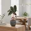 Bloomique - Alocasia Pink Dragon - Oreille d'éléphant - Voir les images du produit 5
