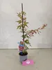 Set van 2 Japanse esdoorn 'Deshojo' – Acer palmatum, Productafbeelding-voorbeeld 2