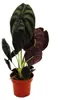 Alocasia cuprea "Red Secret" Tropenwurz Alokasie Produktbild-Vorschau 1
