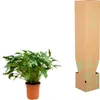 Philodendron Xanadu - Egzotyczny przyjaciel drzew - ok. 80 Podgląd zdjęcia produktu 3