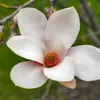Magnolia Alba Superba 2L Podgląd zdjęcia produktu 6